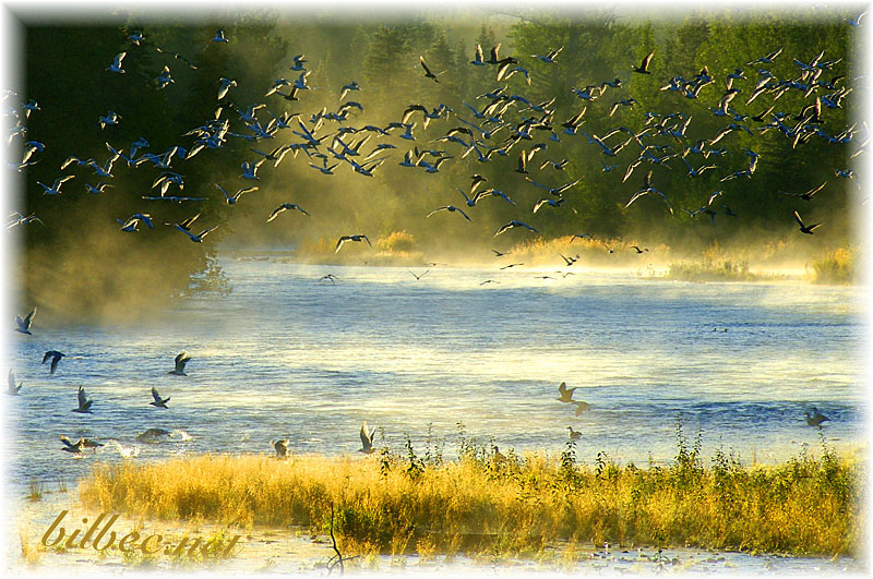 river gulls